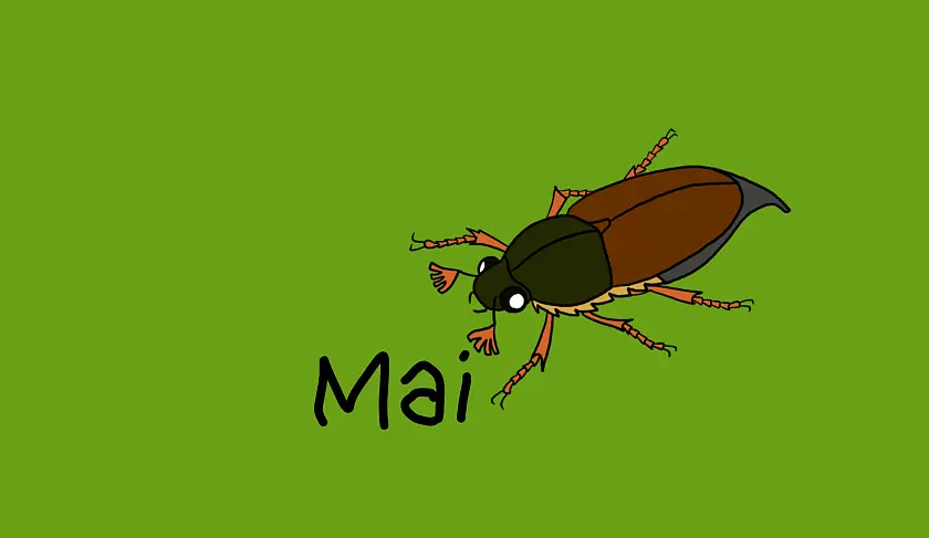 gemaltes Bild auf dem ein Maikäfer zu sehen ist. Daneben steht Mai.