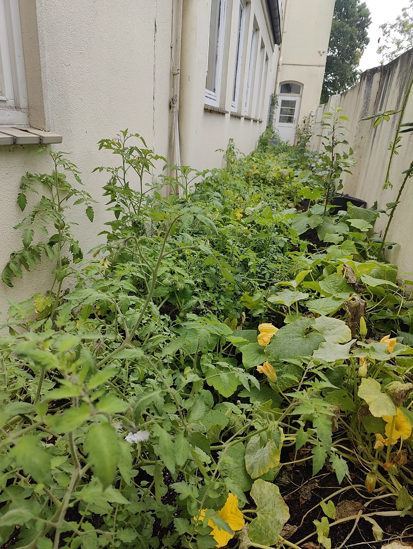 Zucchini und Tomtenpflanzen zwischen zwei Hausw&auml;nden