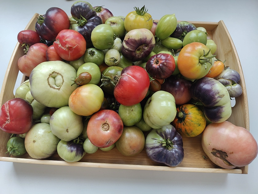 Tablett voller Tomaten