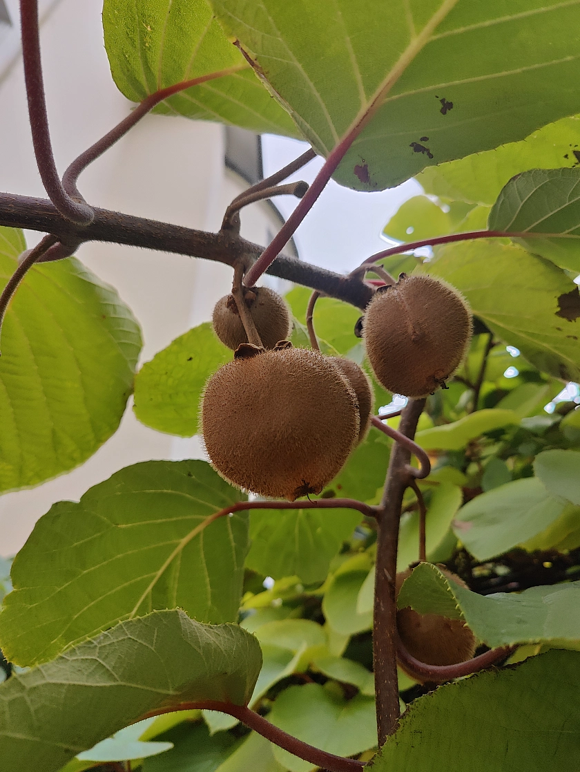 Gro&szlig;aufnahme Kiwis an Kiwipflanze