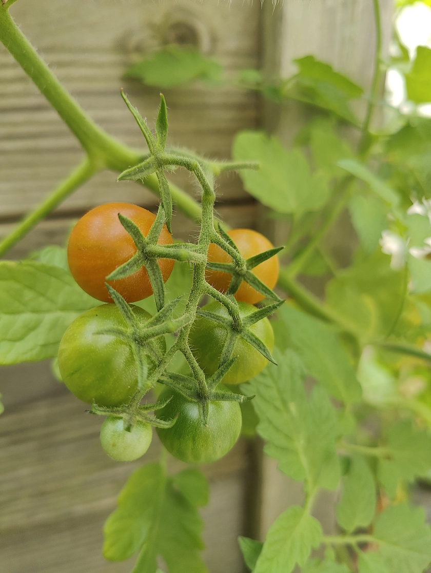 Gro&szlig;aufnahme Tomaten an Tomatenpflanze